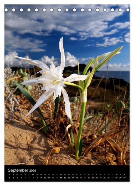 Produktbild: WILDBLUMEN (Tischkalender 2026 DIN A5 hoch), CALVENDO Monatskalender