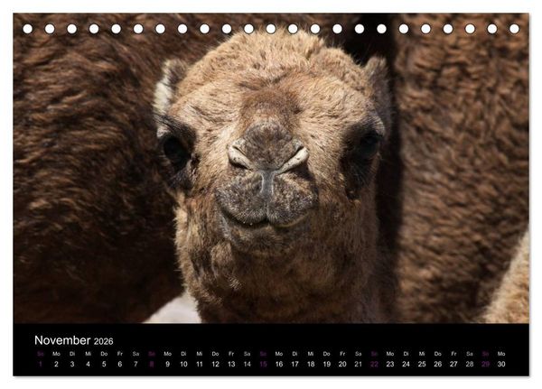 Produktbild: Kamele 2026 - Unterwegs mit zottigen W&uuml;stenschiffen (Tischkalender 2026 DIN A5 quer), CALVENDO Monatskalender