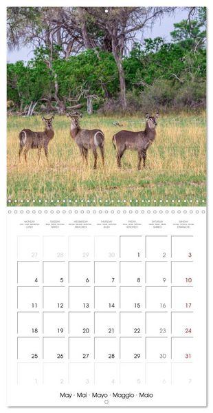 Produktbild: Animals are watching you (Wall Calendar 2026 12 &times; 12 Inch) CALVENDO 12 Month Wall Calendar
