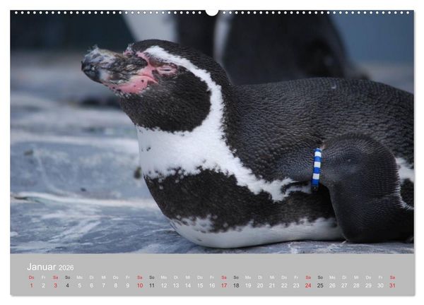 Produktbild: Pinguine 2026 (Wandkalender 2026 DIN A2 quer), CALVENDO Monatskalender