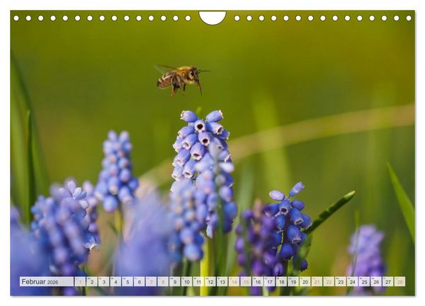 Produktbild: Bienen und Hummeln in Aktion (Wandkalender 2026 DIN A4 quer), CALVENDO Monatskalender