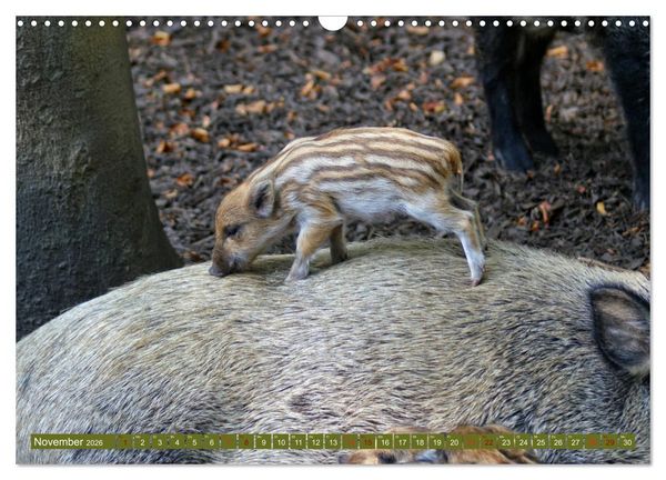 Produktbild: Wildschweins Kinderstube - Freche Frischlinge (Wandkalender 2026 DIN A3 quer), CALVENDO Monatskalender