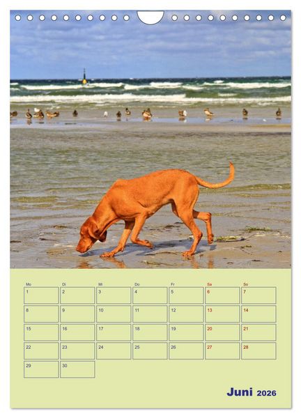 Produktbild: Sehnsuchtsort Ostseebad Boltenhagen (Wandkalender 2026 DIN A4 hoch), CALVENDO Monatskalender