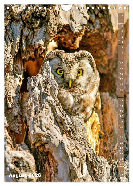 Produktbild: Eulen: In die Augen geschaut (Wandkalender 2026 DIN A4 hoch), CALVENDO Monatskalender