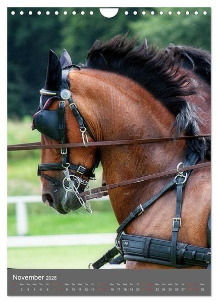 Produktbild: Carriage Driving - Horses in Action (Wall Calendar 2026 DIN A4 portrait), CALVENDO 12 Month Wall Calendar
