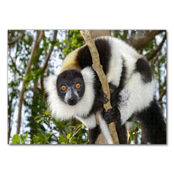 Produktbild: Lais Puzzle Lemur 1000 Teile