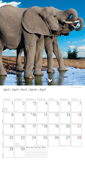 Produktbild: Elefanten - T & C-Kalender 2013