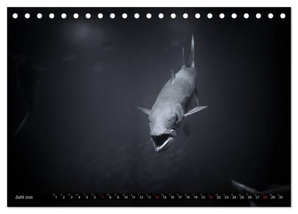 Produktbild: Meerestiere Bilder in Schwarz Weiss (Tischkalender 2026 DIN A5 quer), CALVENDO Monatskalender