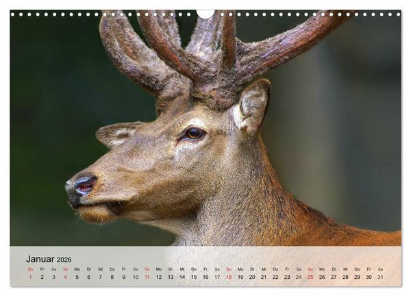 Produktbild: Rotwild. Edle Hirsche, stolze K&uuml;he (Wandkalender 2026 DIN A3 quer), CALVENDO Monatskalender