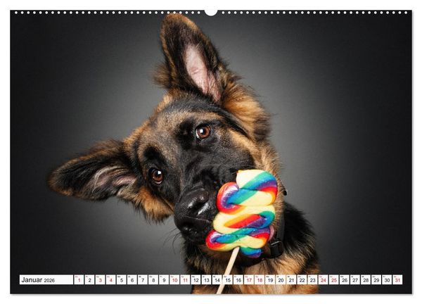 Produktbild: Hunde im Naschparadies (hochwertiger Premium Wandkalender 2026 DIN A2 quer), Kunstdruck in Hochglanz