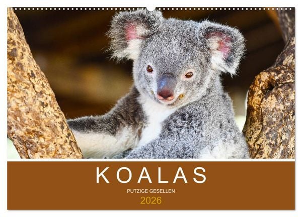 Produktbild: Koalas, putzige Gesellen (Wandkalender 2026 DIN A2 quer), CALVENDO Monatskalender