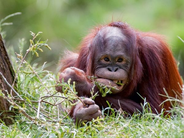 Produktbild: CALVENDO Puzzle Orang Utan | 1000 Teile Lege-Gr&ouml;&szlig;e 64x48cm Foto-Puzzle f&uuml;r gl&uuml;ckliche Stunden