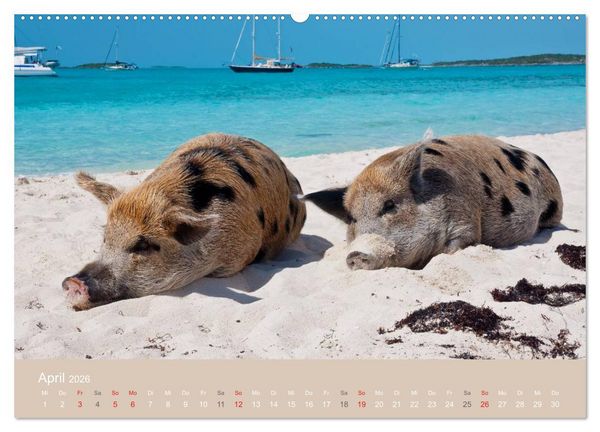 Produktbild: Schwimmende Schweine auf den Bahamas! (Wandkalender 2026 DIN A2 quer), CALVENDO Monatskalender
