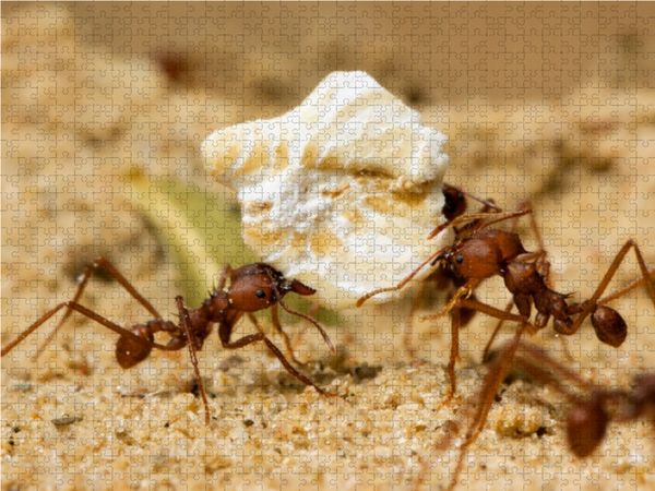 Produktbild: CALVENDO Puzzle Atta sexdens - Blattschneiderameise 1000 Teile Lege-Gr&ouml;&szlig;e 64 x 48 cm Foto-Puzzle Bild von Roland St&ouml;rmer