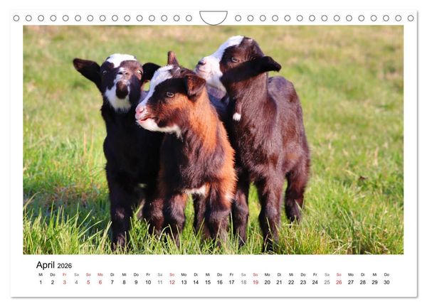 Produktbild: Wer zickt denn da? - Zicklein-Edition (Wandkalender 2026 DIN A4 quer), CALVENDO Monatskalender