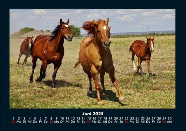 Produktbild: Pferde Kalender 2025 Fotokalender DIN A4