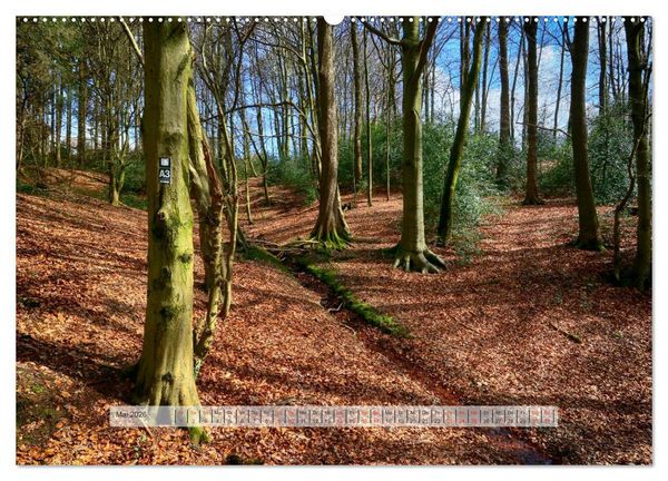 Produktbild: Wald im Bergischen Land 2026 (hochwertiger Premium Wandkalender 2026 DIN A2 quer), Kunstdruck in Hochglanz