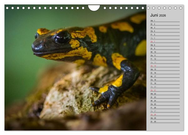 Produktbild: Salamander und Co. (Wandkalender 2026 DIN A4 quer), CALVENDO Monatskalender