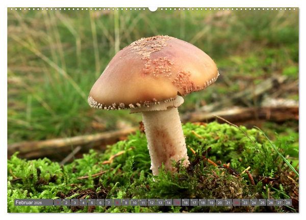 Produktbild: PILZE IM WALD (hochwertiger Premium Wandkalender 2026 DIN A2 quer), Kunstdruck in Hochglanz