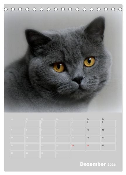Produktbild: Graue Engel - Britischkurzhaar-Katzen (Tischkalender 2026 DIN A5 hoch), CALVENDO Monatskalender