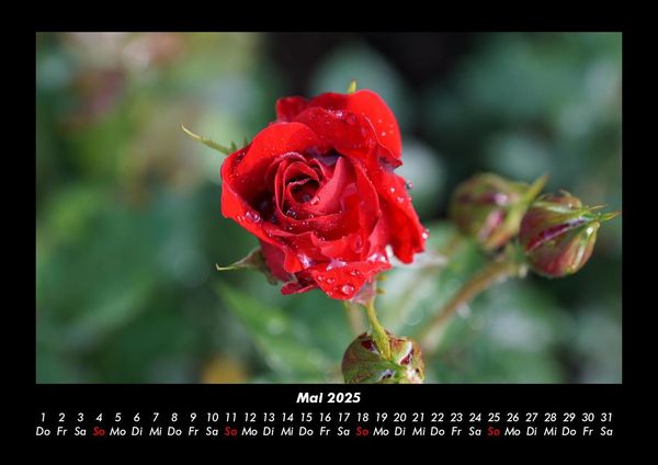 Produktbild: Rosentraum 2025 Fotokalender DIN A3