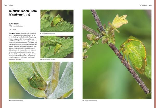 Produktbild: Das gro&szlig;e BLV Handbuch Insekten