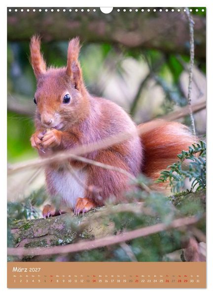 Produktbild: Unsere Eichh&ouml;rnchen - Naturmomente aus dem heimischen Garten (Wandkalender 2027 DIN A3 hoch), CALVENDO Monatskalender