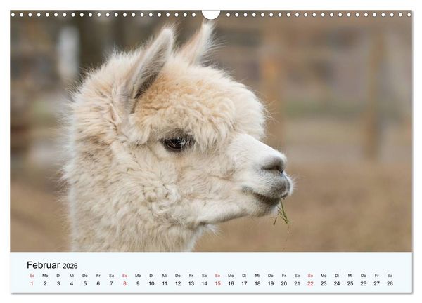 Produktbild: Die Kameliden. H&uuml;bsche Kamele, Lamas und Alpakas (Wandkalender 2026 DIN A3 quer), CALVENDO Monatskalender