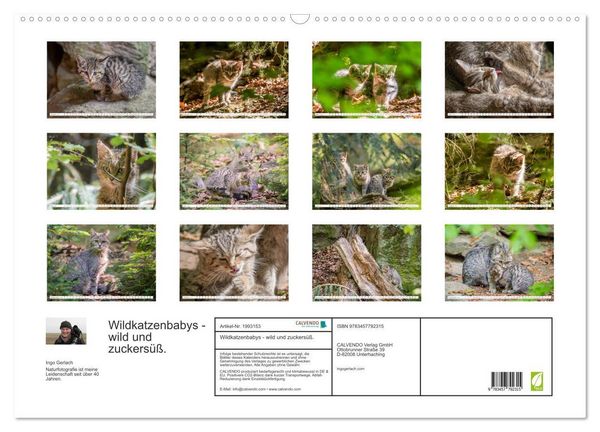 Produktbild: Wildkatzenbabys - wild und zuckers&uuml;&szlig;. (Wandkalender 2026 DIN A2 quer), CALVENDO Monatskalender