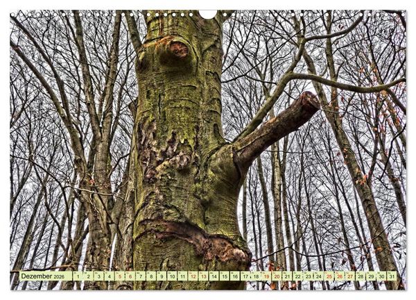 Produktbild: Verwunschene Waldtr&auml;ume: Ein Kalender voller Magie (Wandkalender 2026 DIN A3 quer), CALVENDO Monatskalender