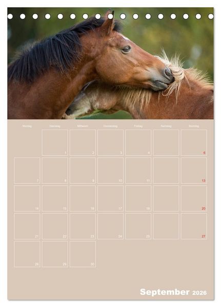 Produktbild: Pferde / Planer (Tischkalender 2026 DIN A5 hoch), CALVENDO Monatskalender