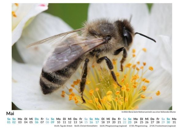 Produktbild: Bienen sammeln Bl&uuml;tenstaub
