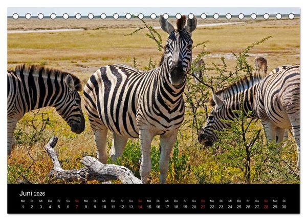 Produktbild: Namibias Tiere: von gro&szlig; bis klein (Tischkalender 2026 DIN A5 quer), CALVENDO Monatskalender
