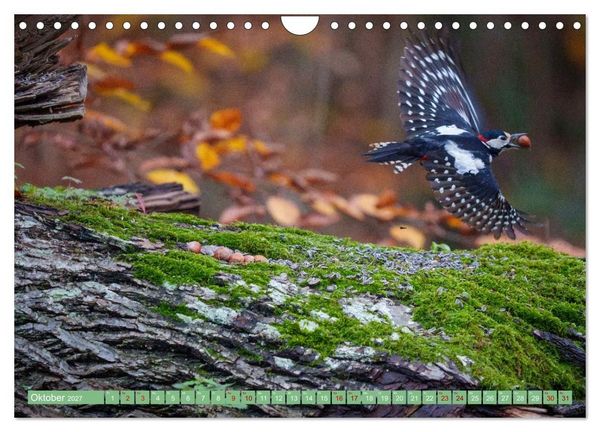 Produktbild: Buntspechte im Flug (Wandkalender 2027 DIN A4 quer), CALVENDO Monatskalender