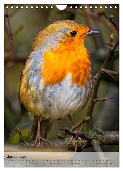 Produktbild: V&ouml;gel - gefiederte Freunde in unserer Natur (Wandkalender 2026 DIN A4 hoch), CALVENDO Monatskalender