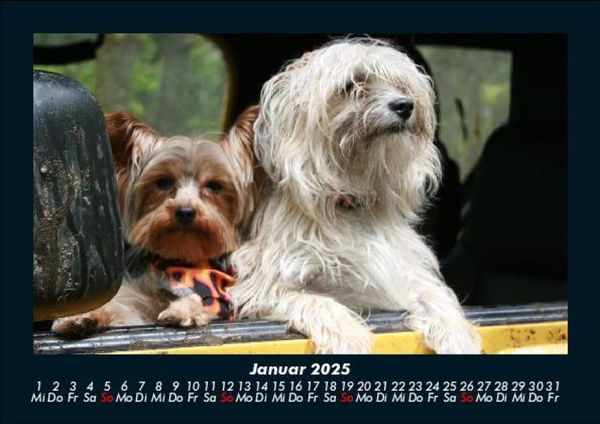 Produktbild: Hunde 2025 Fotokalender DIN A5