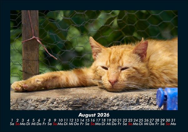 Produktbild: F&uuml;r Katzenfreunde 2026 Fotokalender DIN A5