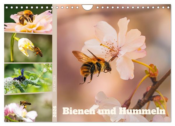 Bienen und Hummeln in Aktion (Wandkalender 2026 DIN A4 quer), CALVENDO Monatskalender