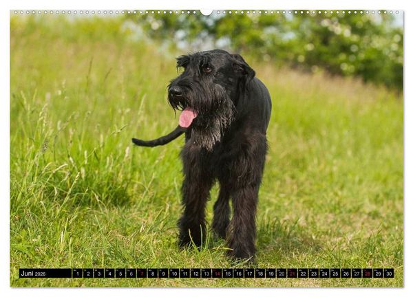 Produktbild: Treuer Freund Riesenschnauzer (Wandkalender 2026 DIN A2 quer), CALVENDO Monatskalender