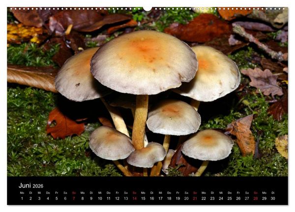 Produktbild: Pilze, Pilze (hochwertiger Premium Wandkalender 2026 DIN A2 quer), Kunstdruck in Hochglanz