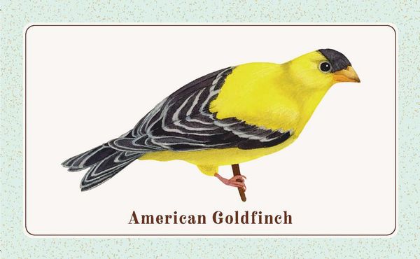 Produktbild: The Beginner Birder's Deck