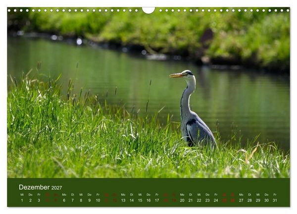 Produktbild: Reiher in der Elbmarsch (Wandkalender 2027 DIN A3 quer), CALVENDO Monatskalender