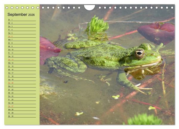 Produktbild: Frosch m&uuml;sste man sein! (Wandkalender 2026 DIN A4 quer), CALVENDO Monatskalender