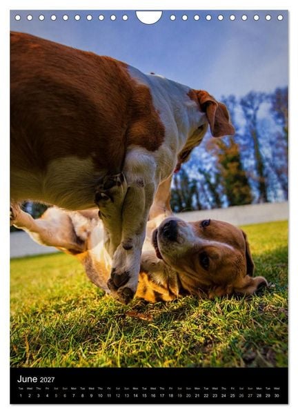 Produktbild: Beagles in action (Wall Calendar 2027 DIN A4 portrait), CALVENDO 12 Month Wall Calendar