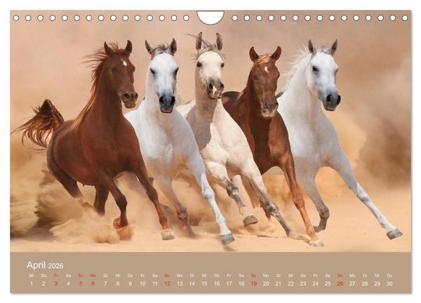 Produktbild: Pferde &bull; Araber im W&uuml;stensand (Wandkalender 2026 DIN A4 quer), CALVENDO Monatskalender