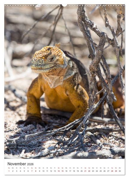 Produktbild: Galapagos - Atemberaubende Tierwelt (Wandkalender 2026 DIN A2 hoch), CALVENDO Monatskalender