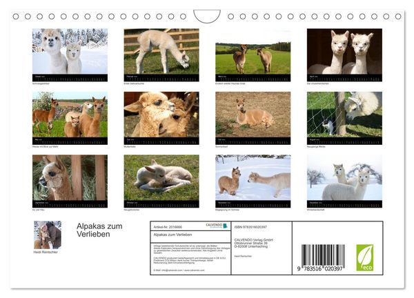 Produktbild: Alpakas zum Verlieben (Wandkalender 2026 DIN A4 quer), CALVENDO Monatskalender