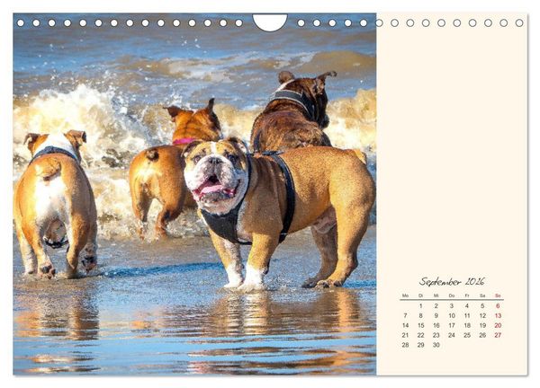 Produktbild: Dicke Freunde. Englische Bulldoggen (Wandkalender 2026 DIN A4 quer), CALVENDO Monatskalender