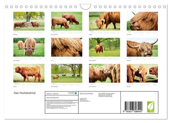 Produktbild: Das Hochlandrind (Wandkalender 2026 DIN A4 quer), CALVENDO Monatskalender