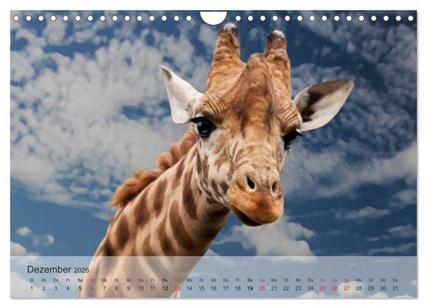 Produktbild: Afrikas sch&ouml;ne Tierwelt (Wandkalender 2026 DIN A4 quer), CALVENDO Monatskalender